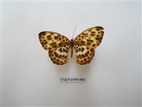 藏品(白裳貓蛺蝶)的圖片